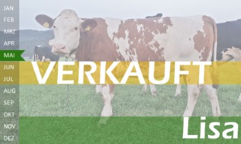 trchtige Fleckvieh Kalbin zu verkaufen, beweidet und ruhig